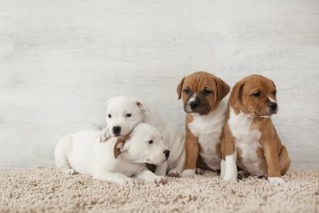 portada artículo blog con 4 cachorritos