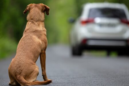 perro viendo como el coche de sus amos marcha y lo dejan abandonado