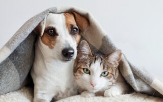 perro y gato juntos debajo de una manta