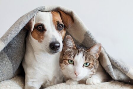 perro y gato juntos debajo de una manta