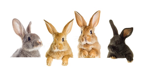 4 conejos en poses divertidas