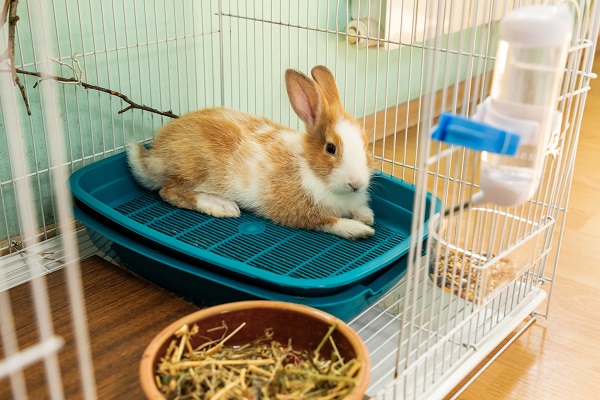 un conejo en una jaula