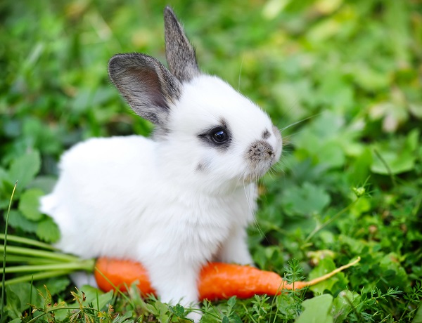 un conejo con una zanahoria en medio del campo