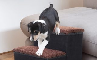 perro bajando de la cama a través de una escalera para mascotas