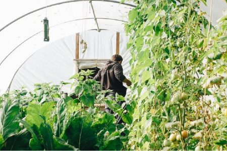 invernadero grande lleno de plantas