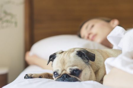 perro durmiendo en una cama con su dueña