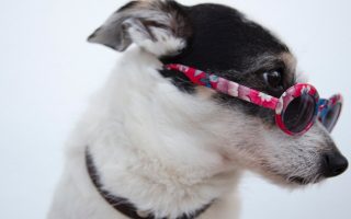 Primer plano de un perro con gafas de sol