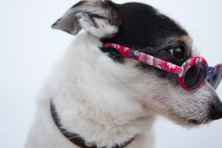 Primer plano de un perro con gafas de sol