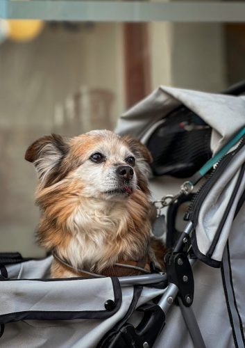  imagen de un perro dentro de un cochecito para mascotas