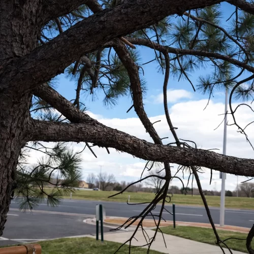 Elige el árbol adecuado para colgar una silla hamaca