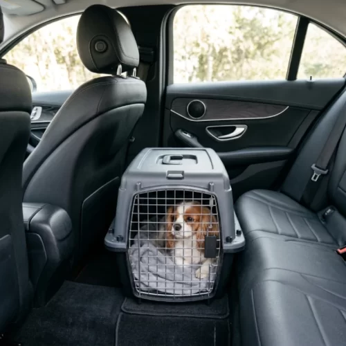 Perro en un transportín gris colocado en el suelo del asiento trasero