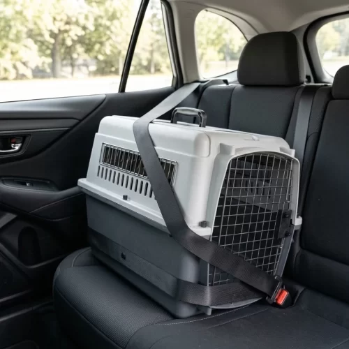Transportín sujeto con el cinturón de seguridad en el asiento trasero